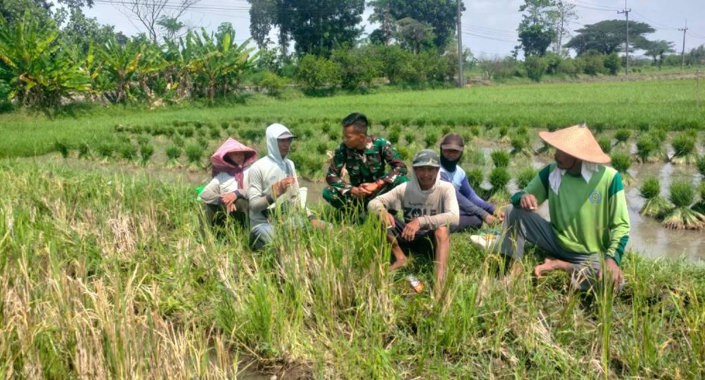 Babinsa Koramil Perak Motivasi&nbsp;Petani