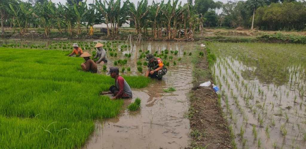 Babinsa Koramil Gudo Bantu&nbsp;Petani