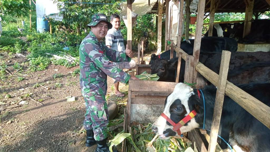 Babinsa Koramil Kesamben Sambang Peternak&nbsp;Sapi