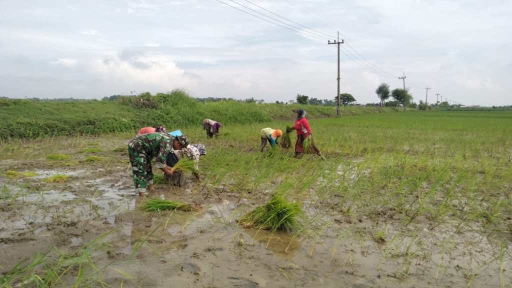 Tanam Padi Serentak, Dandim Letkol Wira Kerahkan&nbsp;Babinsa