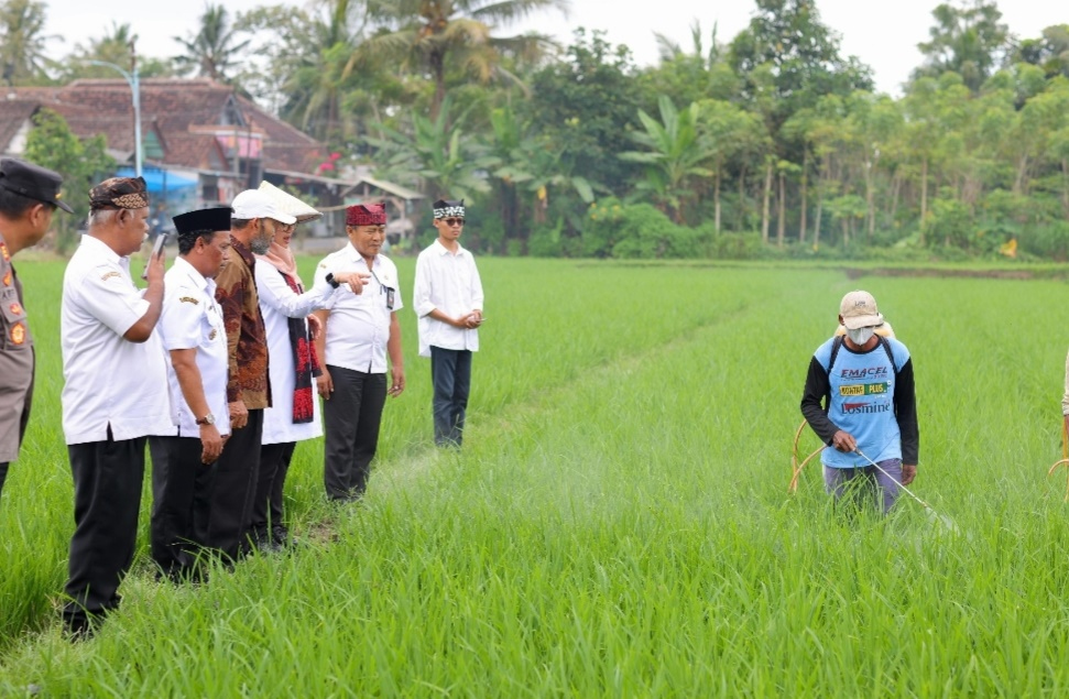 Beras Organik Banyuwangi Mampu Pasok 18.000 Supermarket&nbsp;se-Indonesia