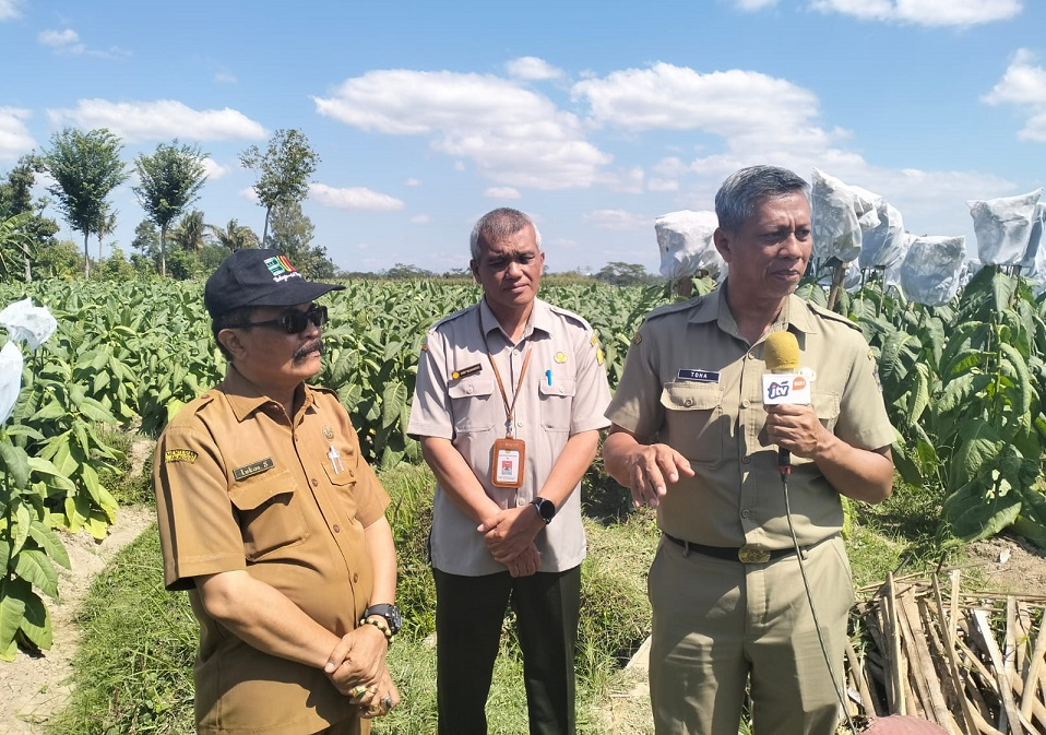 Kadinas Pertanian dan Ketahanan Pangan Kabupaten Blitar Dampingi Kepala BSIP Malang Tinjau Lokasi Calon Pembibitan Tembakau di Desa Jambewangi&nbsp;Selopuro