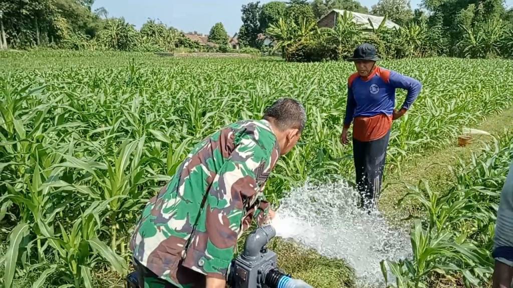 Babinsa Koramil Perak Bantu&nbsp;Petani
