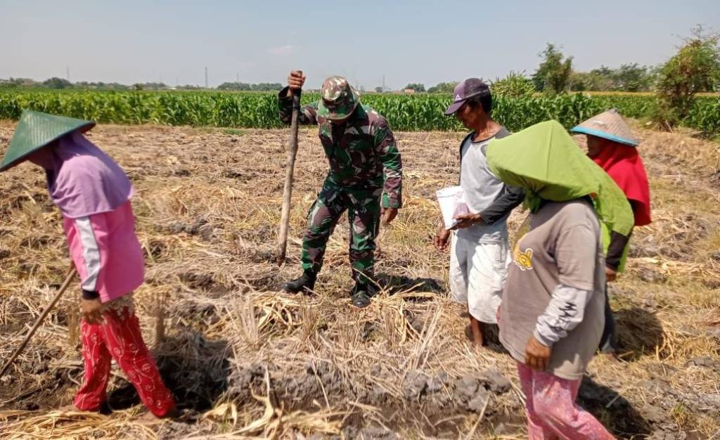 Babinsa Kota Dampingi Petani Padi