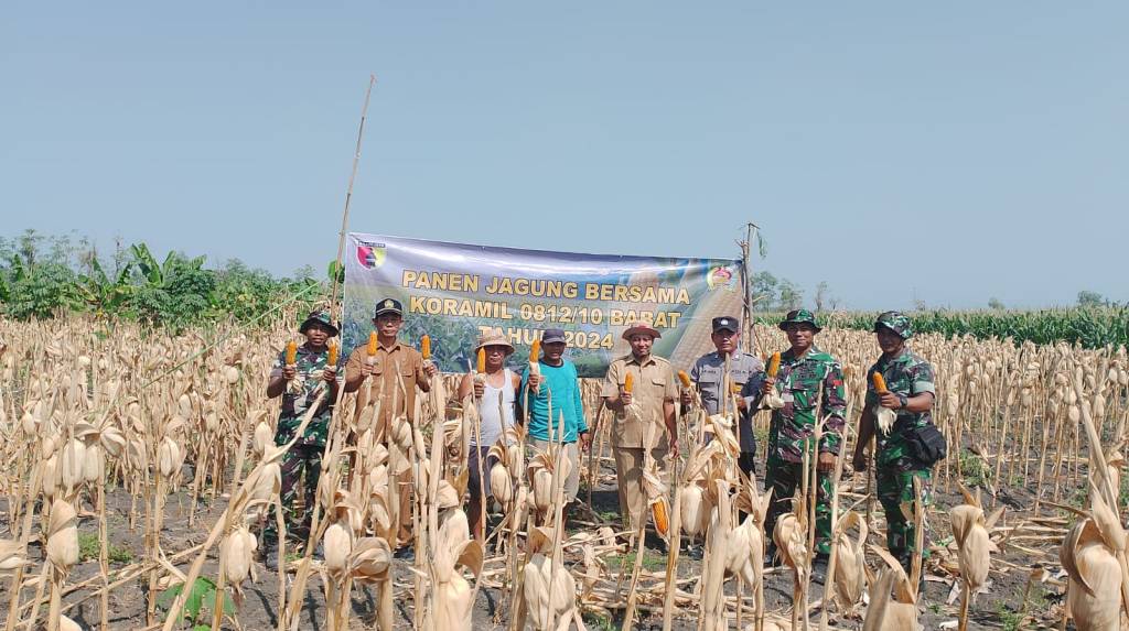 Babinsa dan Warga Babat Lamongan Panen Jagung